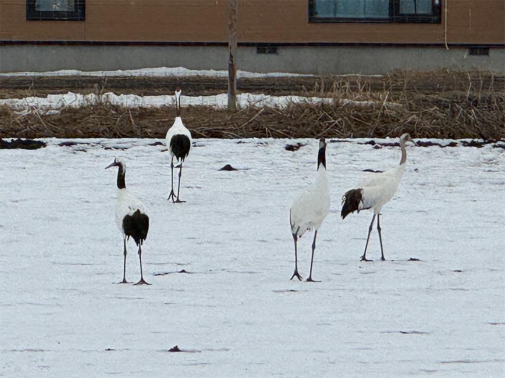 f:id:nissheeey:20260227164509j:image