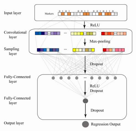 ゲノムに畳み込みニューラルネットワーク Cnn を使用し表現型を予測する 機械学習と生物と 時々python