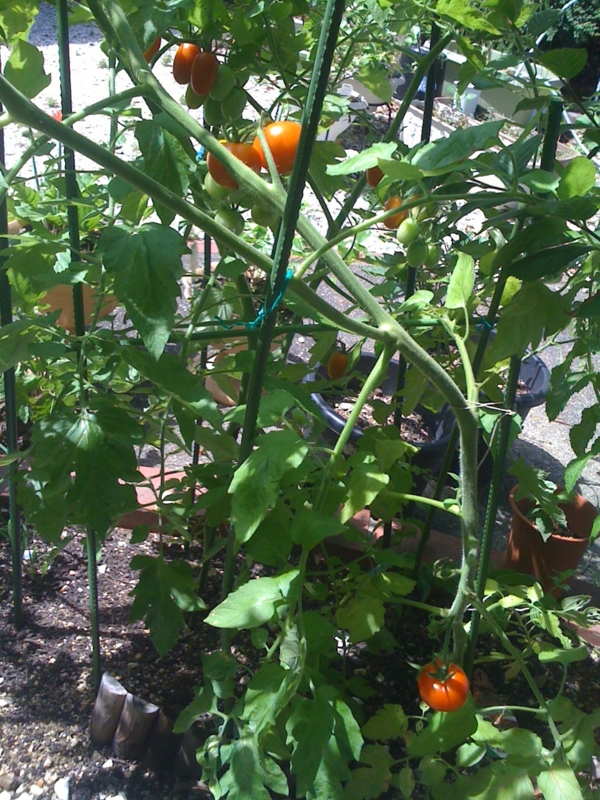 f:id:nissyyas:20110709135823j:image