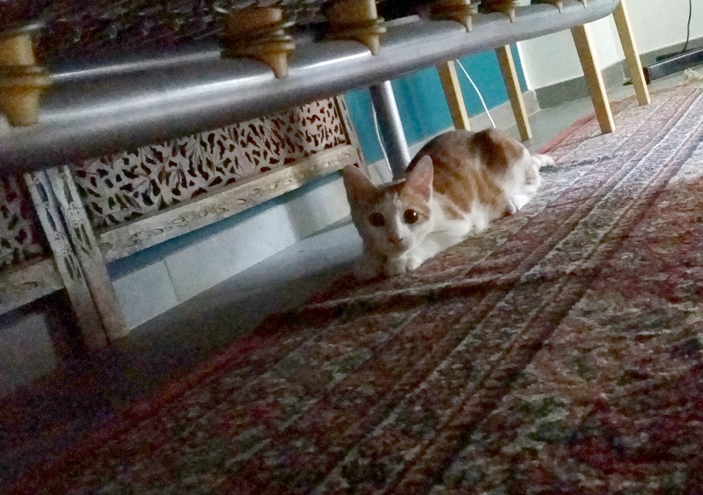 ナポリのBNBの猫ちゃん ナポリのBNBの猫ちゃん