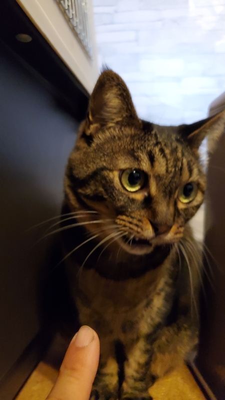 猫のフレーメン反応をうちの娘 猫 で確認してしまったので写真とともにご紹介します にちぶろぐ
