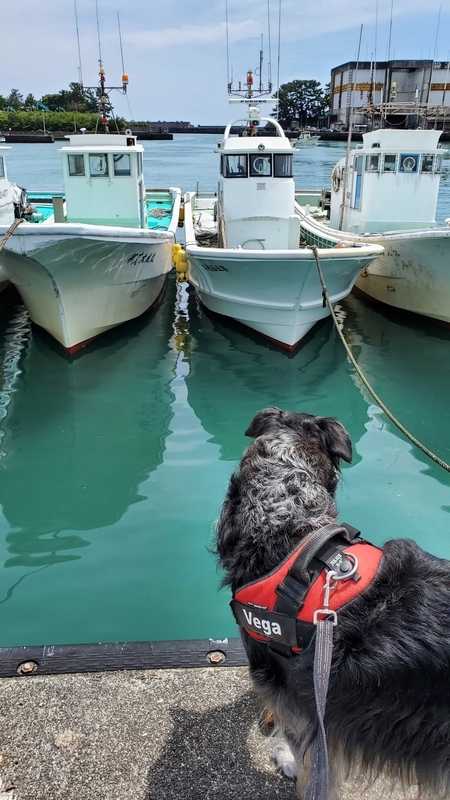 用宗漁港を眺める大型犬