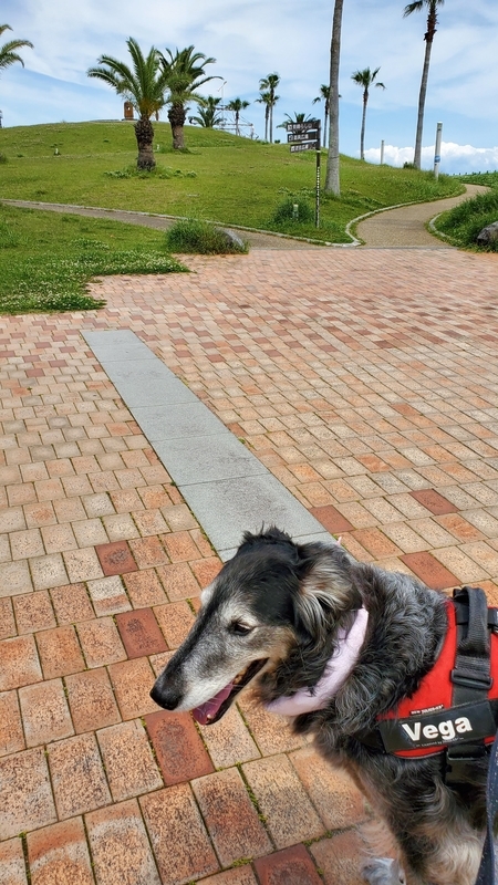 広野海岸公園で散歩する大型犬