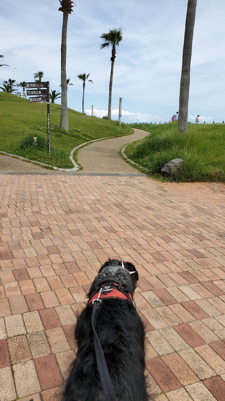 広野海岸公園で散歩する大型犬