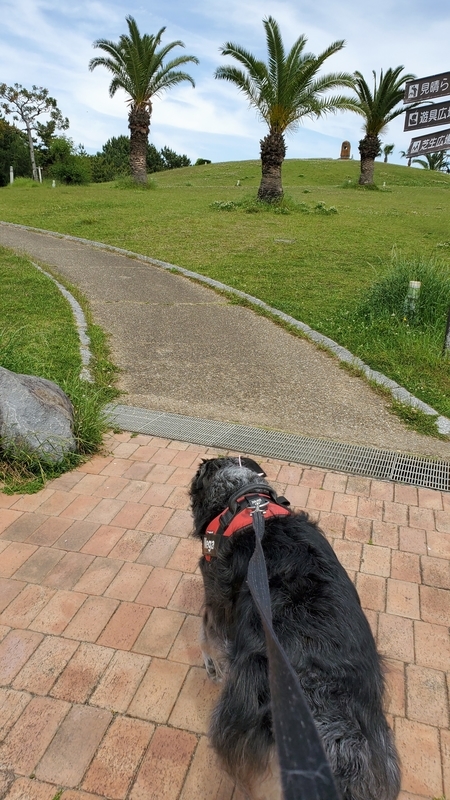 広野海岸公園で散歩する大型犬