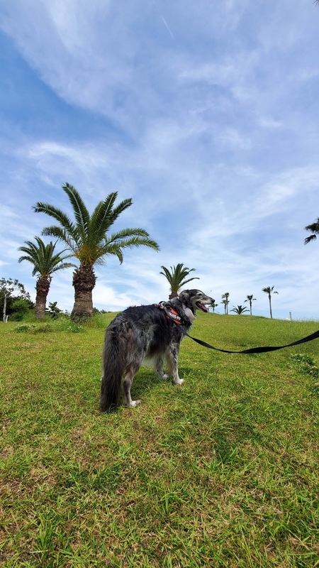 広野海岸公園で楽しそうに散歩する大型犬