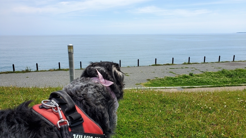 広野海岸公園で太平洋を眺める大型犬