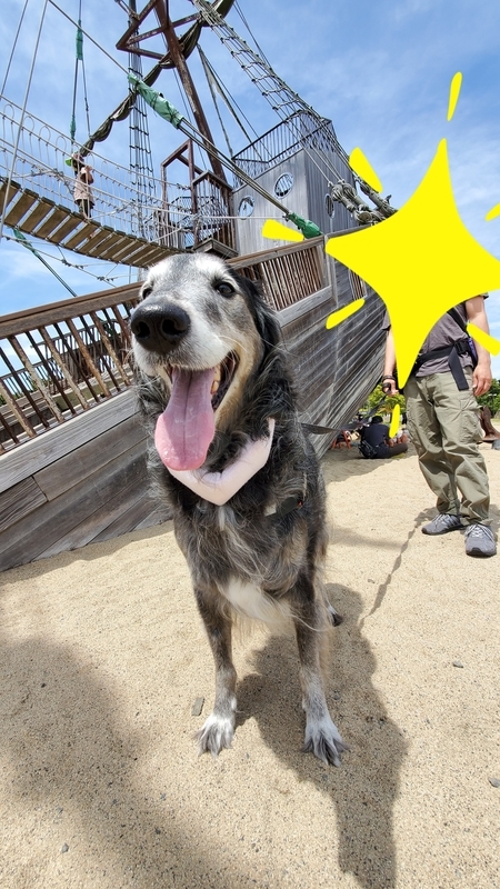 広野海岸公園の難破船をバックに笑顔の大型犬