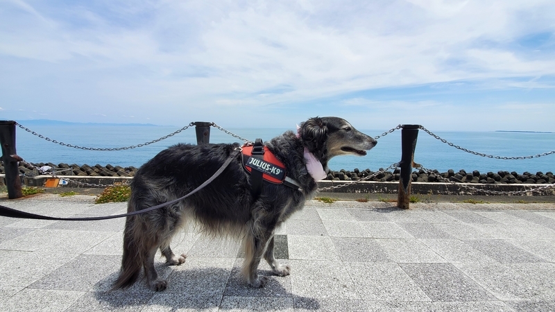 広野海岸公園で太平洋をバックに散歩する大型犬