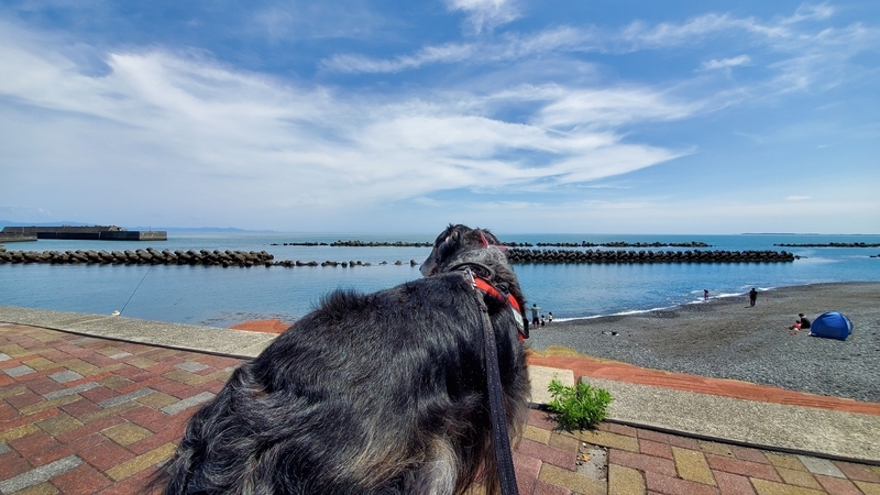 用宗海岸を眺める大型犬