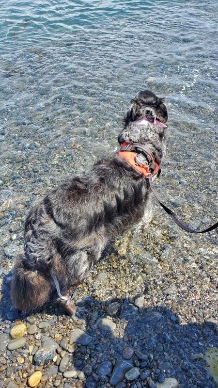 用宗海岸のキレイな海に入る大型犬