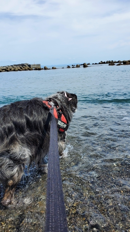 用宗海岸のキレイな海に入る大型犬