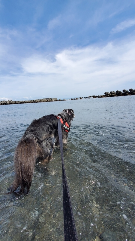 用宗海岸のキレイな海に入る大型犬
