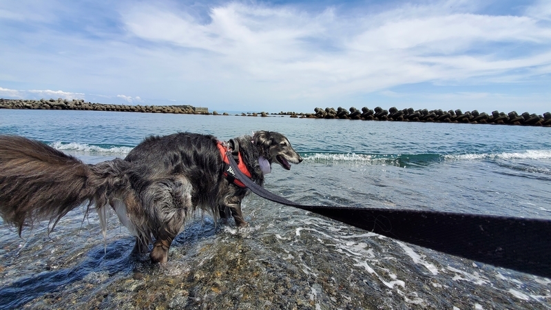 用宗海岸のキレイな海に入れてうれしそうな大型犬