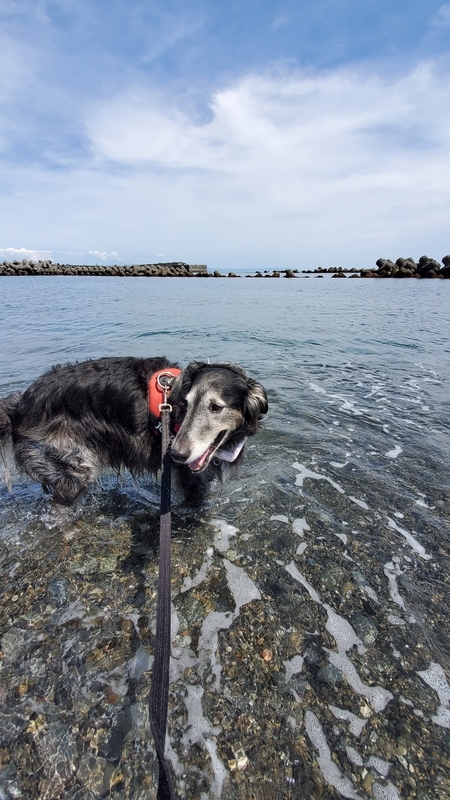 用宗海岸のキレイな海に入れてうれしそうな大型犬