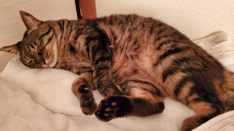 スヤスヤ眠るかわいいキジトラ猫