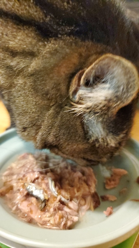 いなば金のだしカップを食べるキジトラ猫