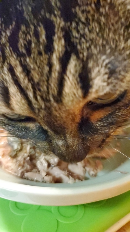 いなば金のだしカップを食べるキジトラ猫