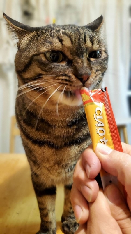 CIAOちゅ~るを食べるかわいいキジトラ猫