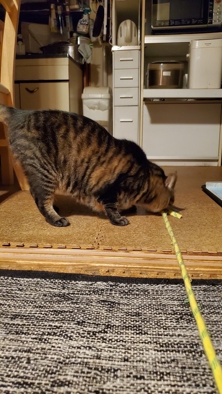 カシャカシャひもじゃらしで遊ぶかわいいキジトラ猫