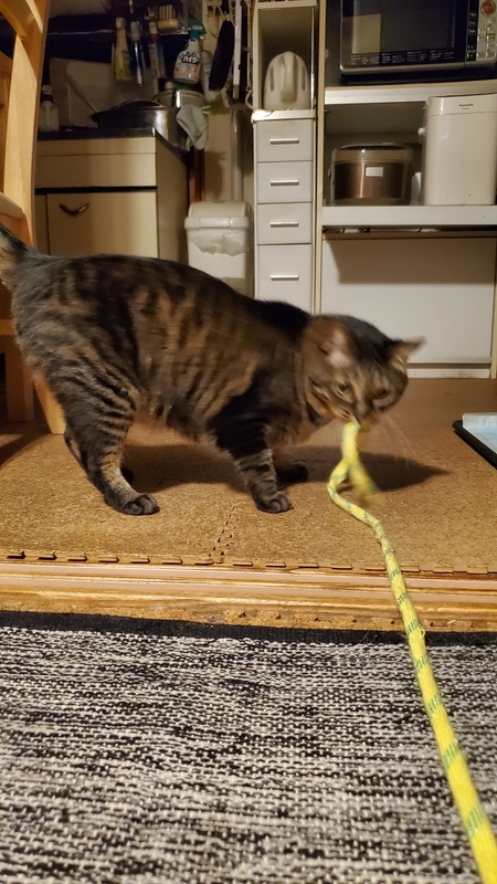 カシャカシャひもじゃらしで遊ぶかわいいキジトラ猫