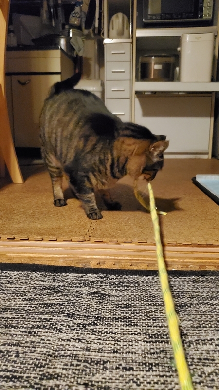 カシャカシャひもじゃらしで遊ぶかわいいキジトラ猫