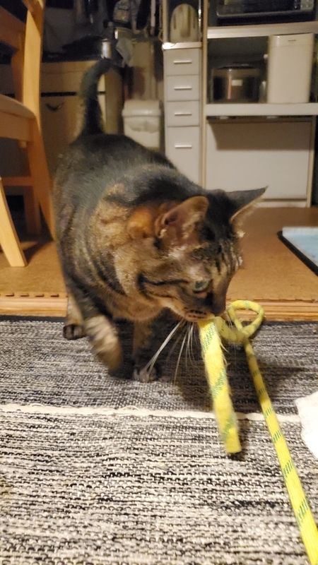 カシャカシャひもじゃらしで遊ぶかわいいキジトラ猫