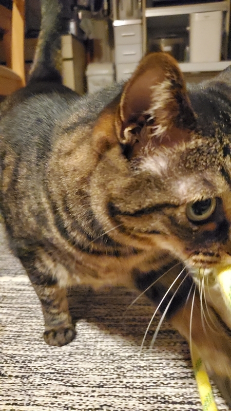 カシャカシャひもじゃらしで遊ぶかわいいキジトラ猫