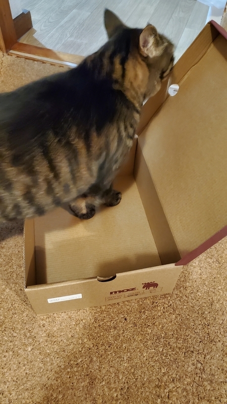 箱が好きなかわいいキジトラ猫