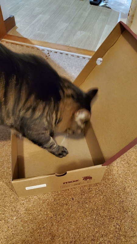 箱が好きなかわいいキジトラ猫