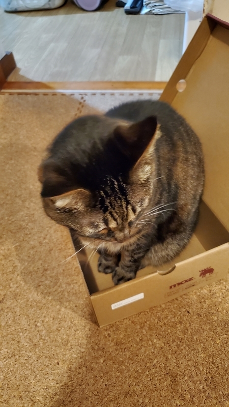 箱が好きなかわいいキジトラ猫