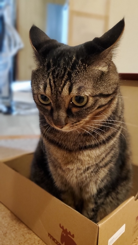 箱が好きなかわいいキジトラ猫