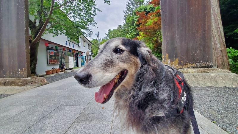 法多山の参道を歩くカワイイ大型犬