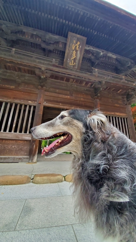 法多山の仁王門の前で笑顔の大型犬