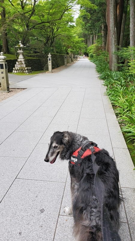 法多山の参道を歩く笑顔の大型犬