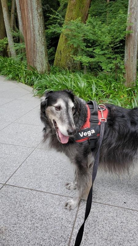 法多山の参道を歩く笑顔の大型犬