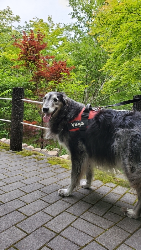 法多山の参道を歩く笑顔の大型犬