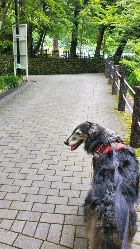 法多山の参道を歩く笑顔の大型犬