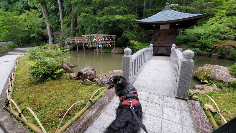 法多山の風鈴まつりを楽しむ大型犬