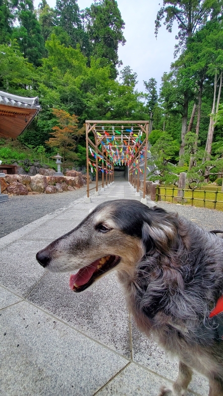 法多山の風鈴まつりを楽しむ大型犬