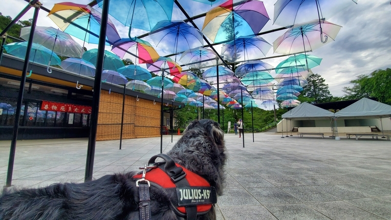 アンブレラスカイを見つめる大型犬