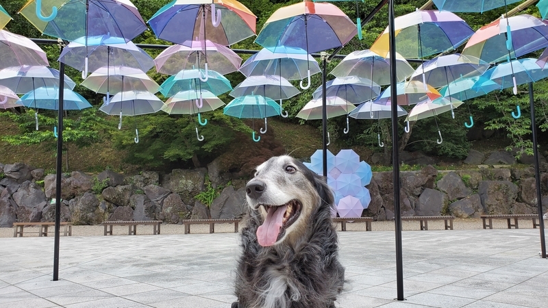 アンブレラスカイをバックに笑顔の大型犬