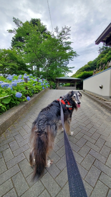 法多山の紫陽花の咲いている参道を歩く大型犬