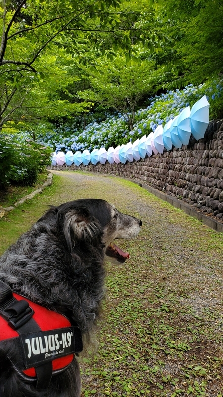 法多山の紫陽花を見ている大型犬
