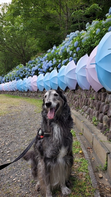 法多山の紫陽花をバックに笑顔の大型犬