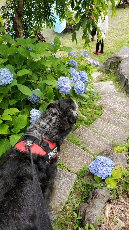 法多山の紫陽花が咲いている参道を歩く大型犬