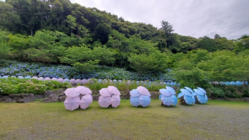 法多山の紫陽花と紫陽花を模した傘