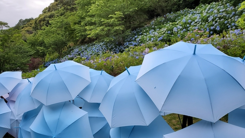 法多山の紫陽花と紫陽花を模した傘