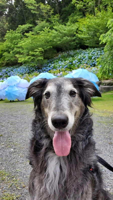 法多山の紫陽花をバックに笑顔の大型犬