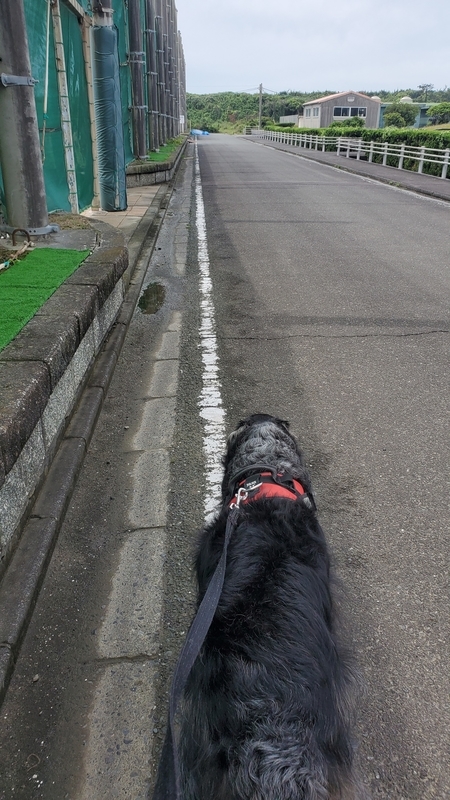 大東総合運動場をお散歩する大型犬
